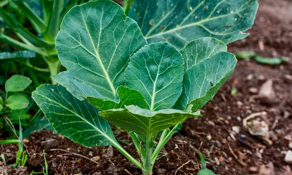 Collards, Vates 1/2oz