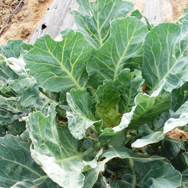 Collards, Vates