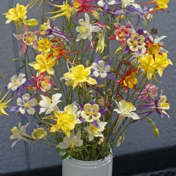 Columbine McKana Giant Mix Seed (per lb)