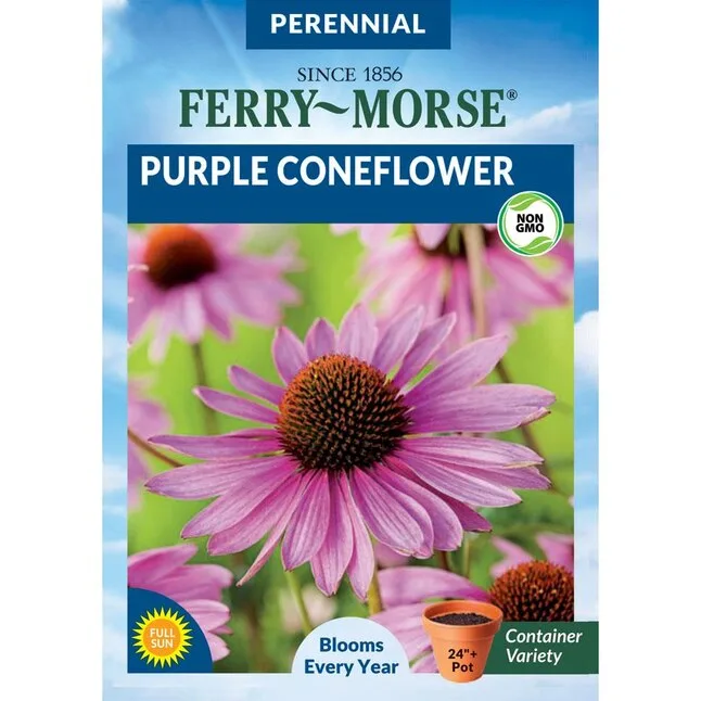 Coneflower, Purple 470mg - Image 2