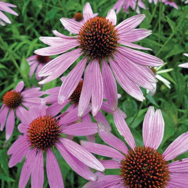 Coneflower, Purple Lbs