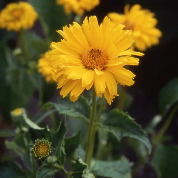 Coreopsis, Sunburst Lbs