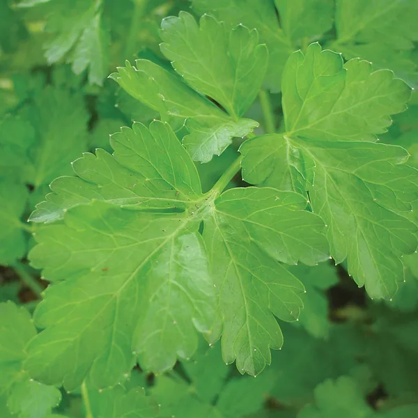 Coriander 1/2oz
