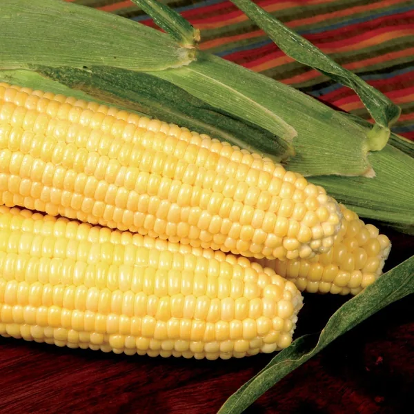 Corn, Bodacious Sweet