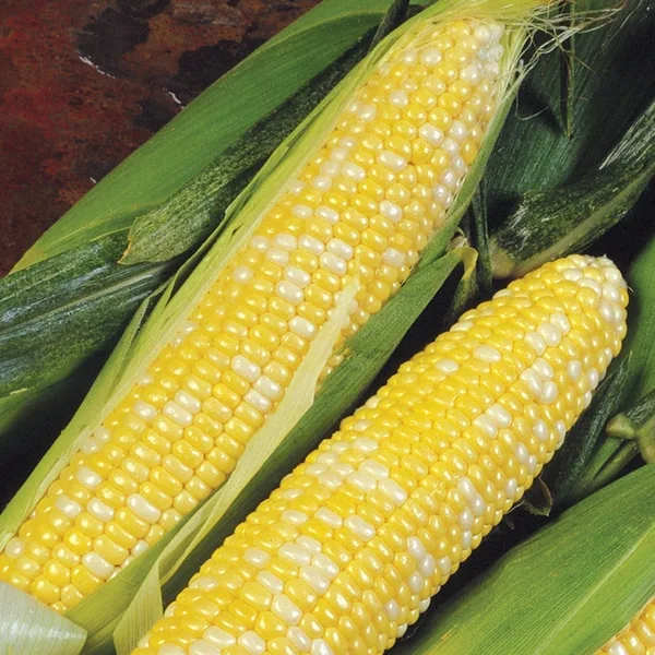 Corn, Delectable
