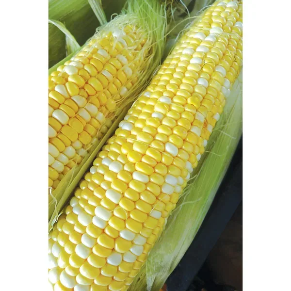 Corn, Honey N Pearl 100M - Image 2