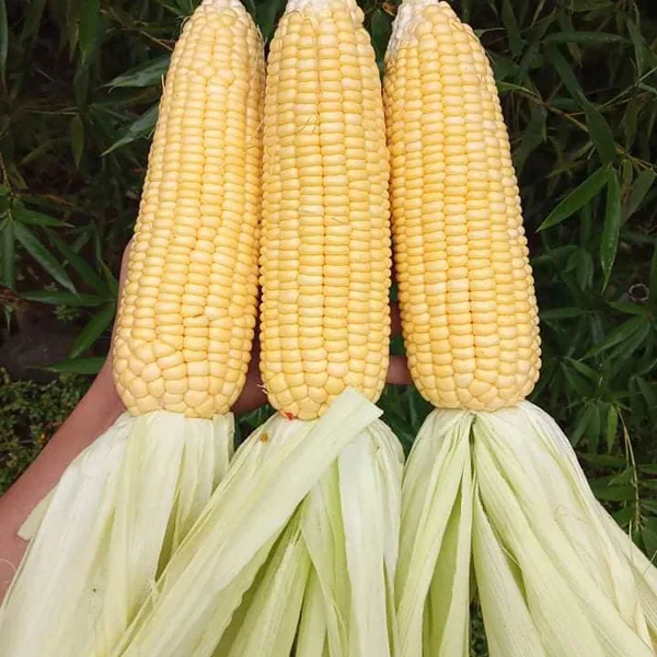 Corn, Illini Xtra Sweet 1/2lb