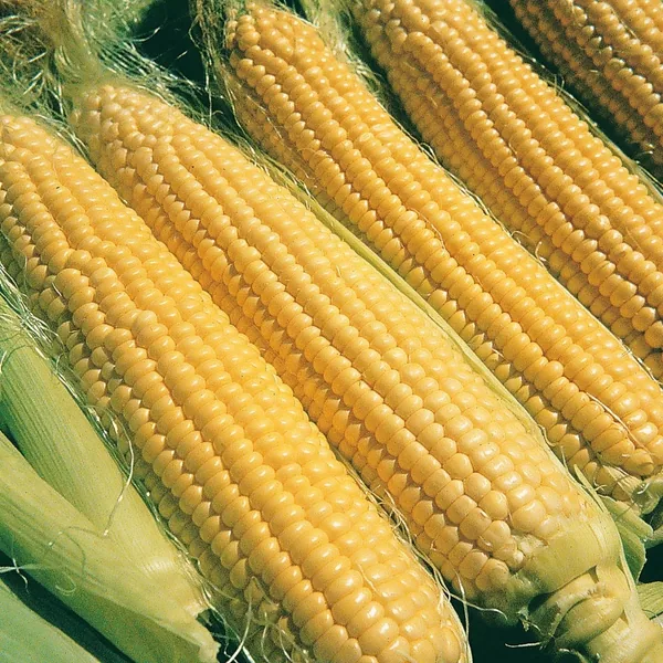 Corn, Illini Xtra Sweet