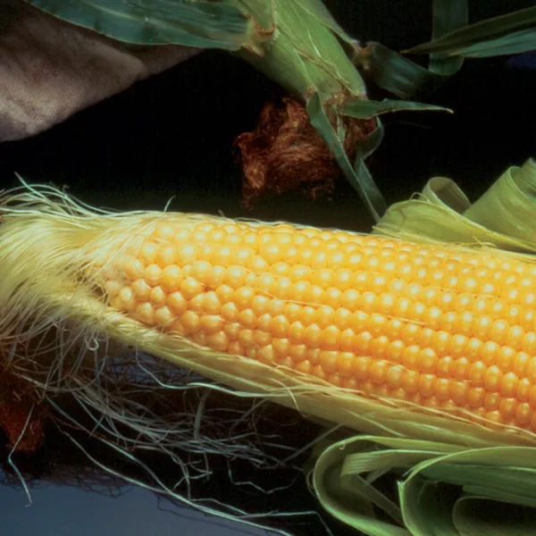 Corn, Incredible