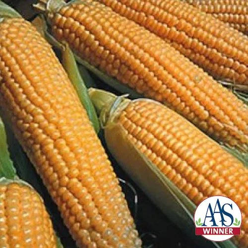 Corn, Iochief 1/2lb - Image 2