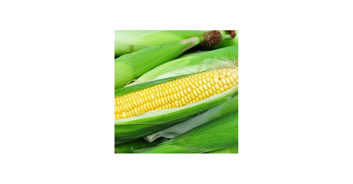 Corn, Iochief Treated 10 Grams - Image 2