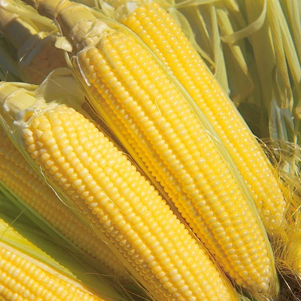 Corn, Iochief