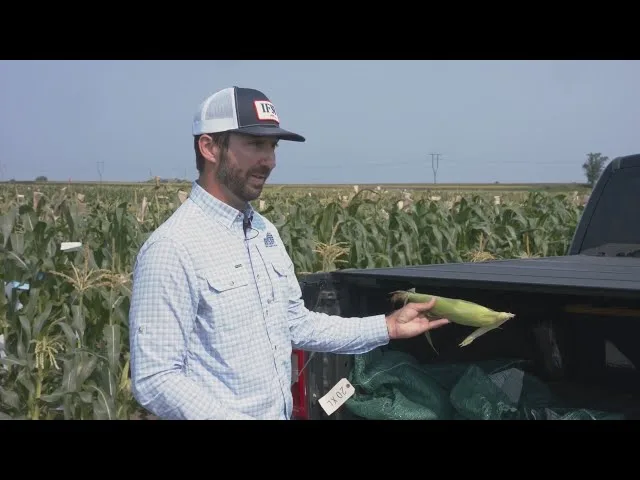 Corn, Nk 199 1/2lb - Image 2
