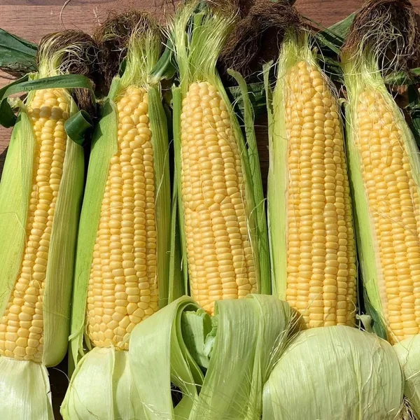 Corn, Nk 199 1/2lb