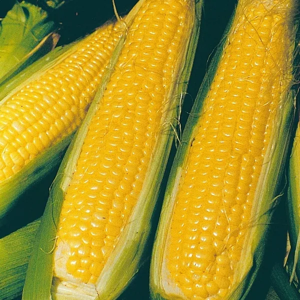Corn, Nk 199