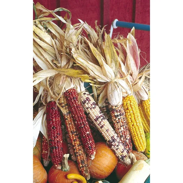 Corn, Ornamental 1/2lb
