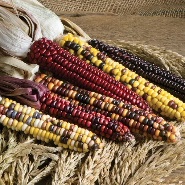 Corn, Ornamental