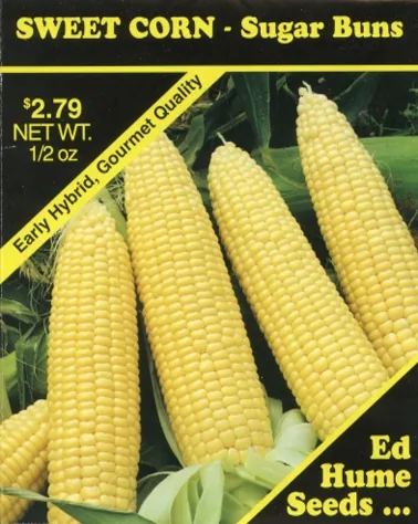Corn, Sugar Buns Sweet