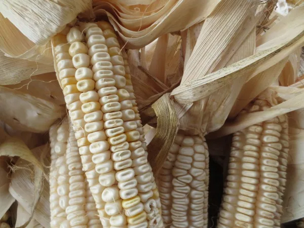 Corn, White Hickory King O.P. 1/2lb