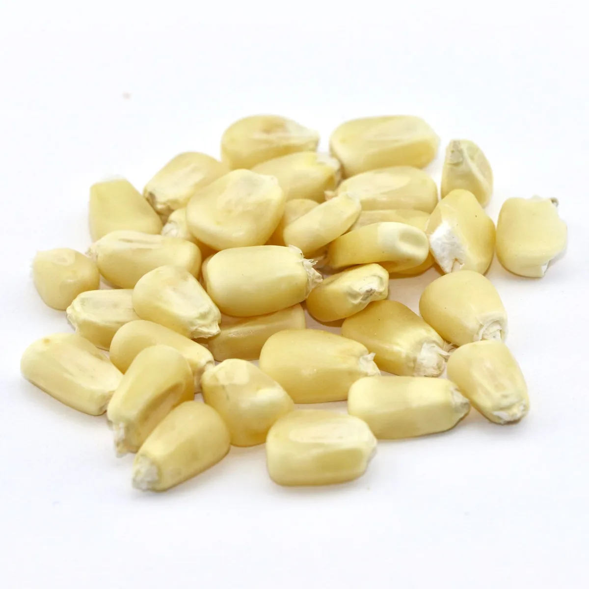 Corn, White Hickory King O.P. - Image 2