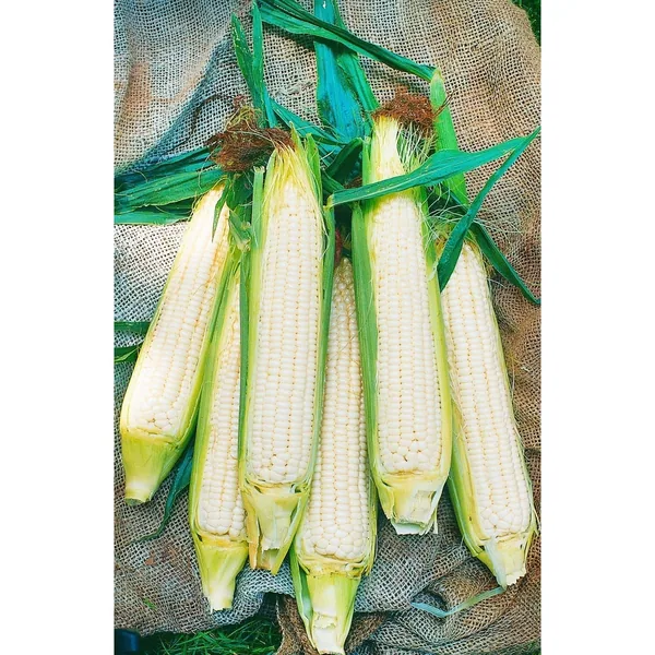 Corn, White Hickory King O.P.