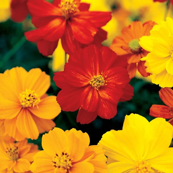 Cosmos, Bright Light Mix Lbs
