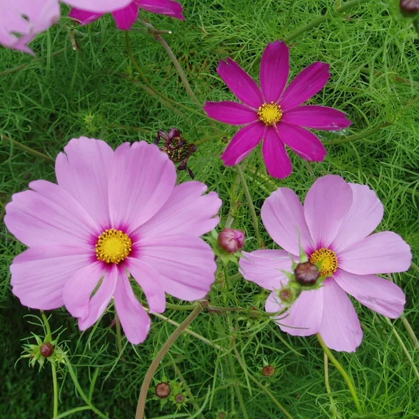 Cosmos, Sensation Mix Lbs