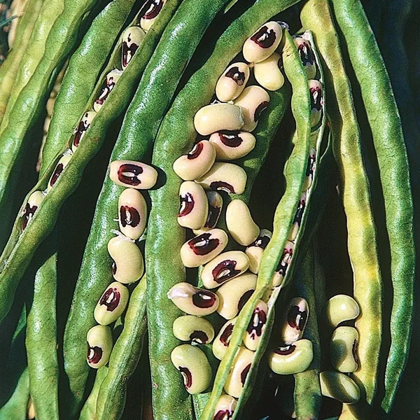 Cowpeas, California Blackeye
