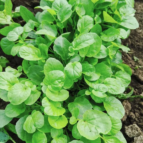 Cress, Upland 1/2oz