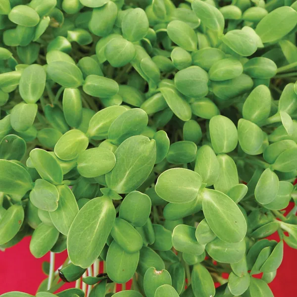 Cress, Upland