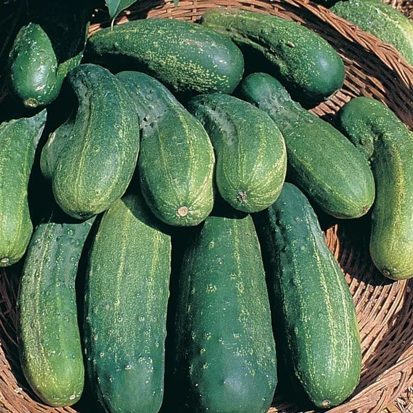 Cucumber, Boston Pickling 1lb