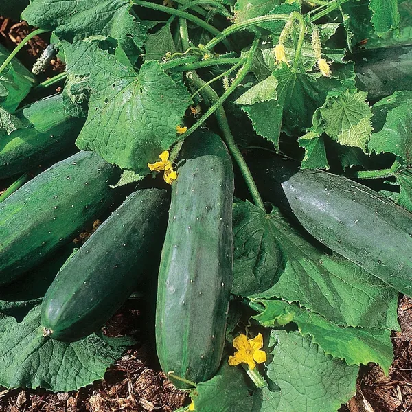 Cucumber, Bush Crop 1lb