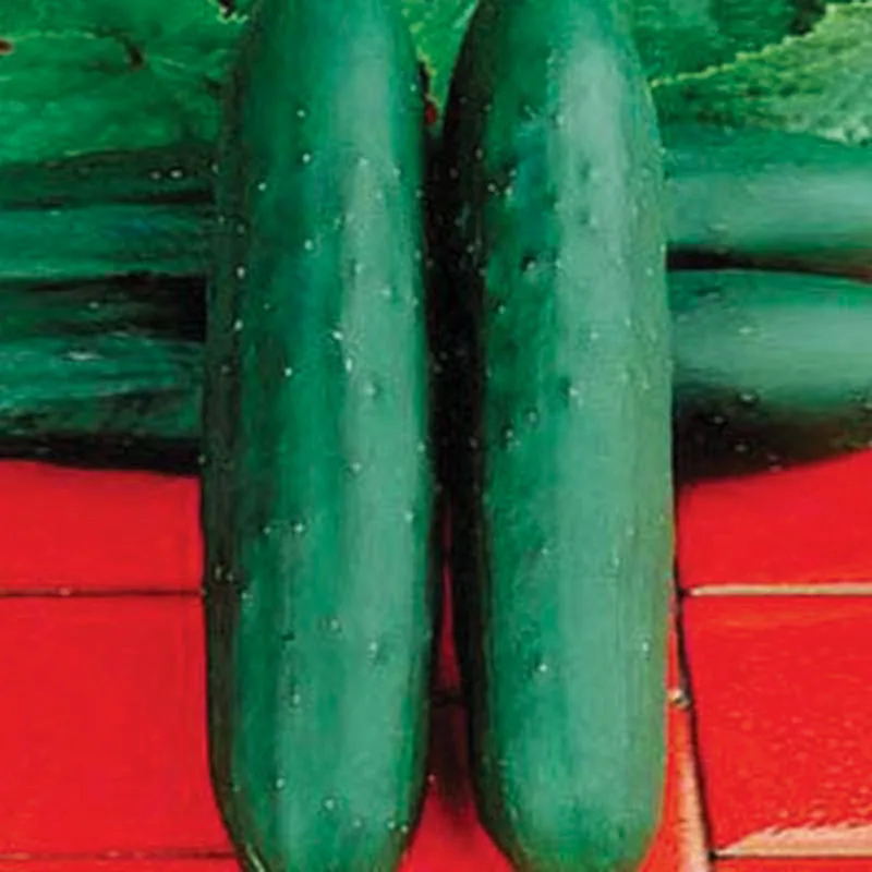 Cucumber, Dasher II 1000 Seed Count - Image 2