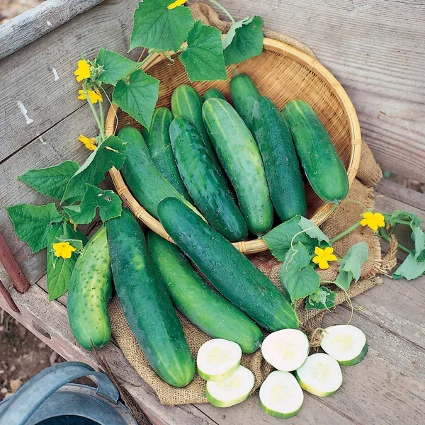 Cucumber, Dasher II 1000 Seed Count