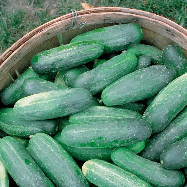 Cucumber, Improved Long Green 1lb