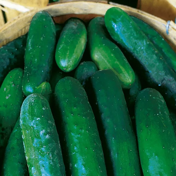 Cucumber, Marketer 1/2oz