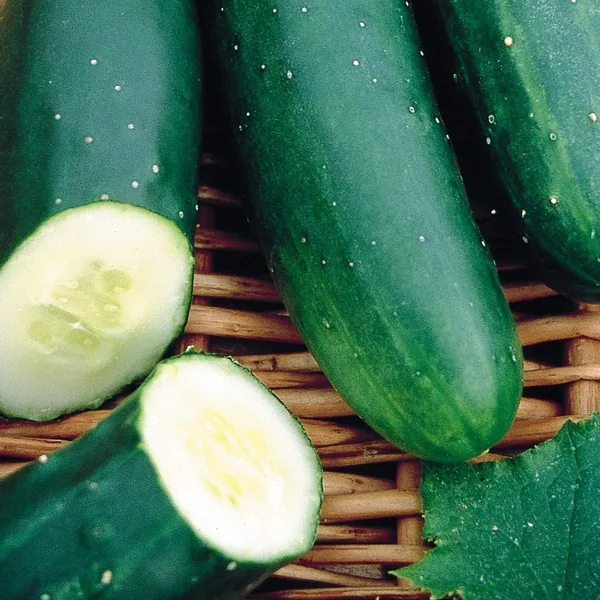 Cucumber, Marketmore 76 50 lbs