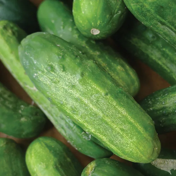 Cucumber, National Pickling 1lb