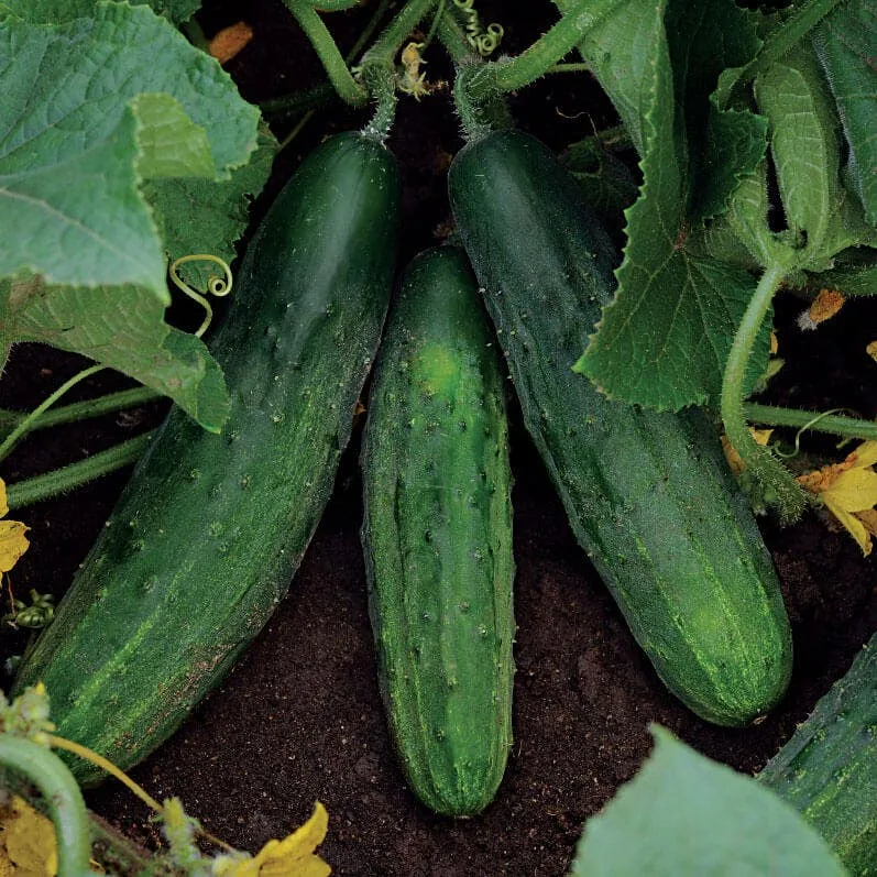 Cucumber, Patio Snacker 100 Seed Count - Image 2