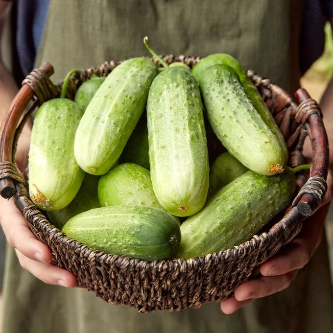 Cucumber, Pick a Bushel 500 Seed Count - Image 2