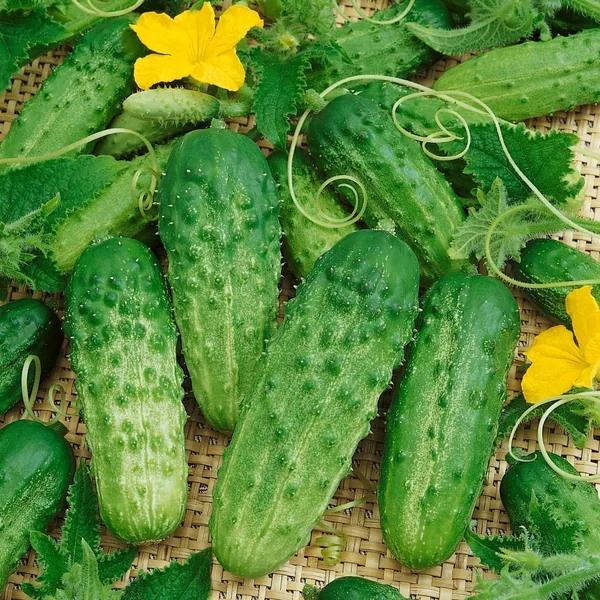 Cucumber, Pick A Bushel 5000 Seed Count