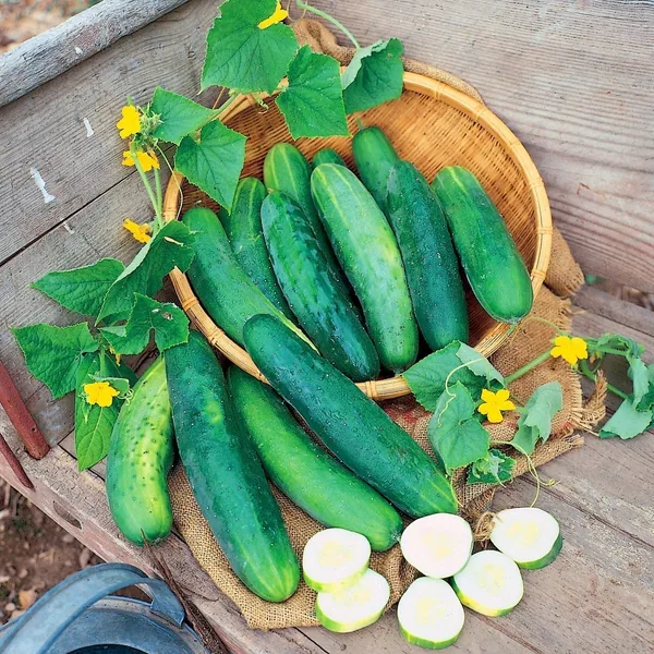 Cucumber, Poinsett 76 1/2oz
