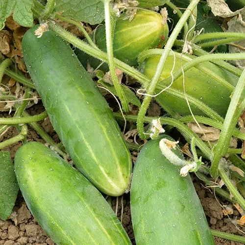 Cucumber, Poinsett 76 1lb - Image 2