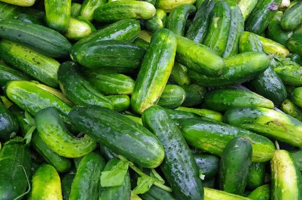Cucumber, SMR 58 3 Grams - Image 2