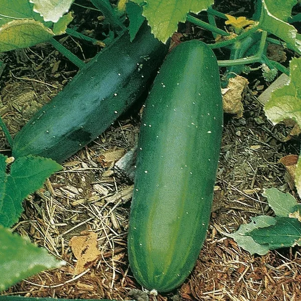 Cucumber, Spacemaster Bush 1lb
