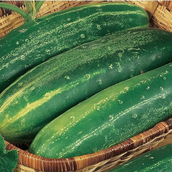 Cucumber, Straight Eight 1/2oz