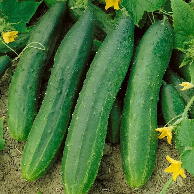 Cucumber, Straight Eight 1000 Seed Count - Image 2