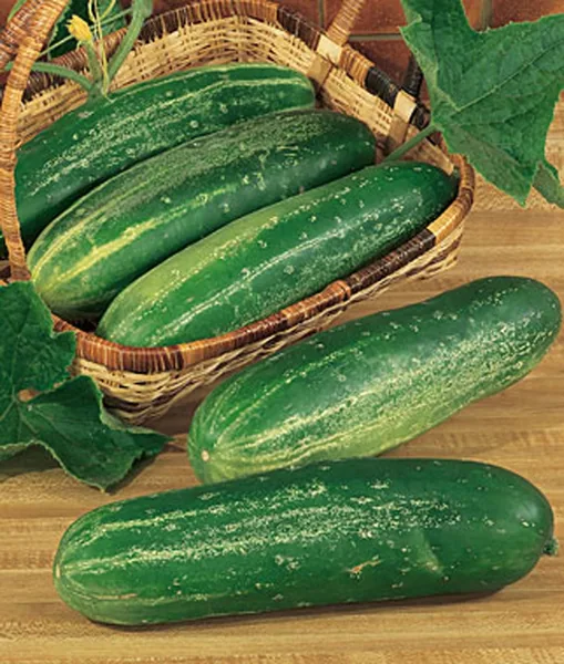 Cucumber, Straight Eight 1lb