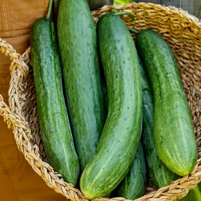 Cucumber, Sweet Success Ps 100 Seed Count - Image 2