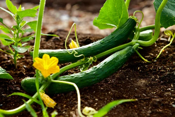 Cucumber, Tasty Green/ Burpless #26 1/2oz